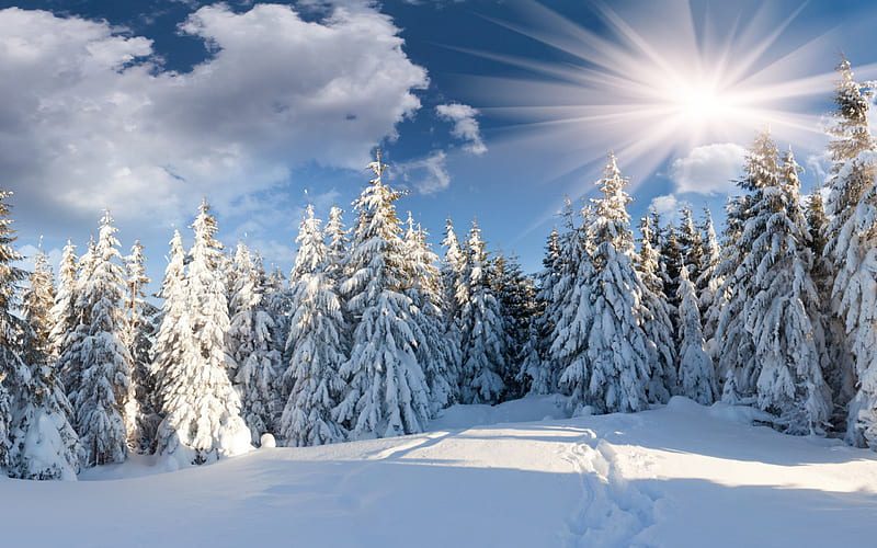 HD-wallpaper-winter-sun-snowy-trees-snow-winter